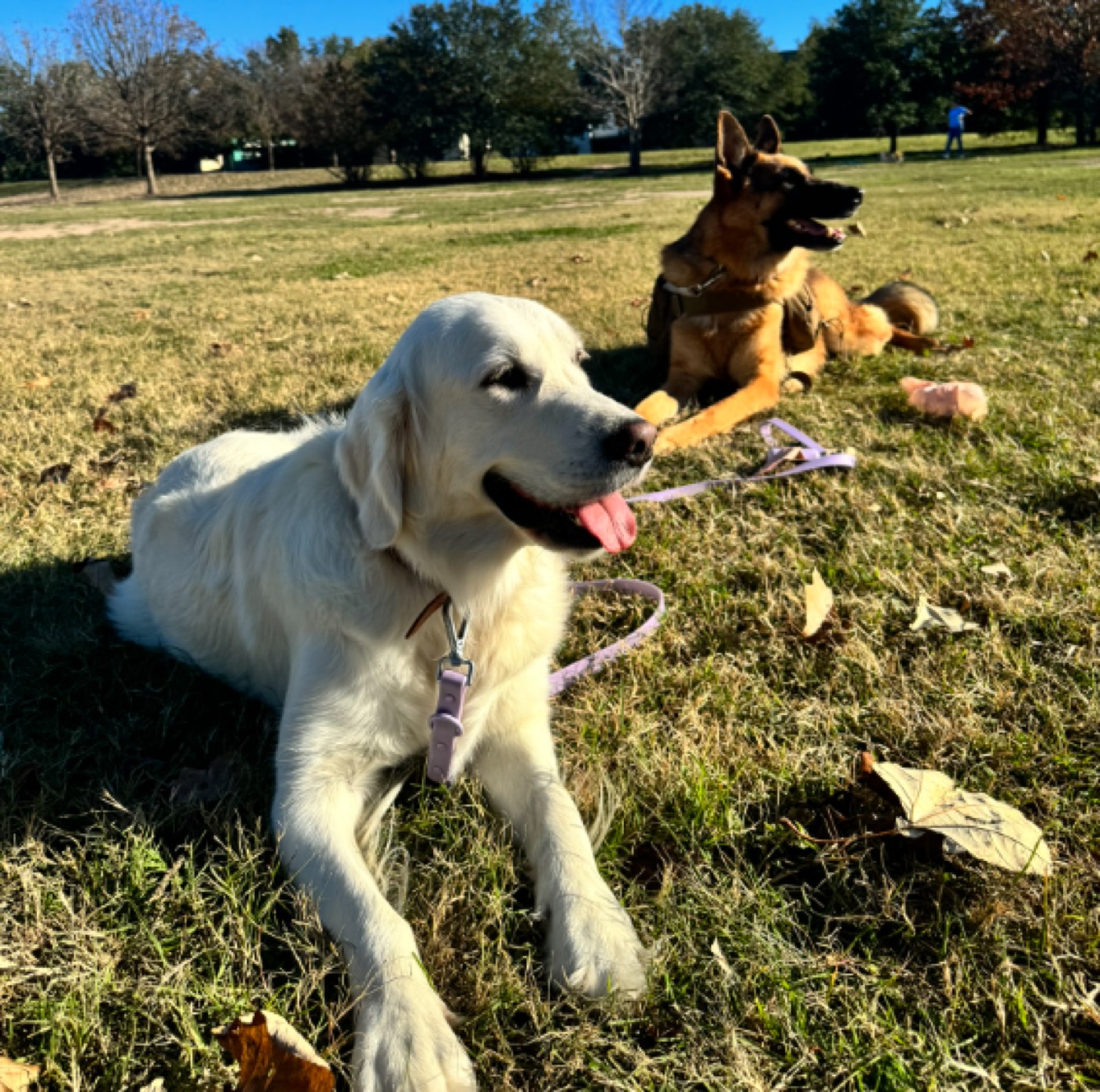 Golden Retriever photo 3